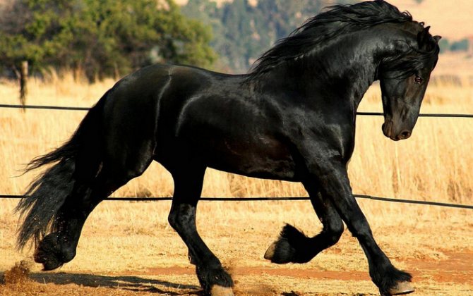 Фризская порода лошадей: описание, особенности содержания и кормления