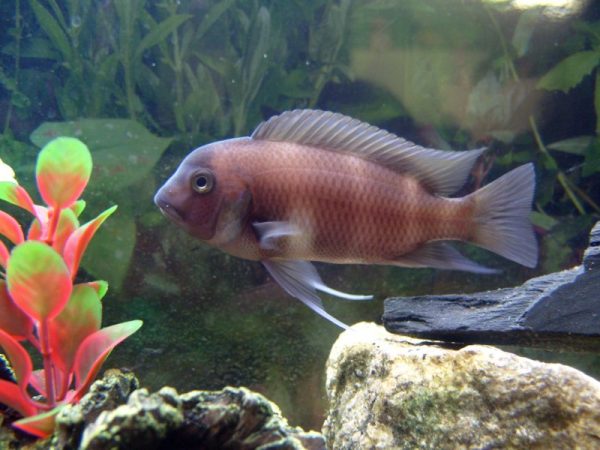 Полное руководство по содержанию и совместимости фронтозы - аквариумной рыбки, которая станет украшением вашего аквариума