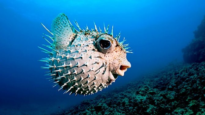 Рыба фугу: путь из аквариума в тарелку