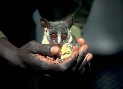 галаго животное фото