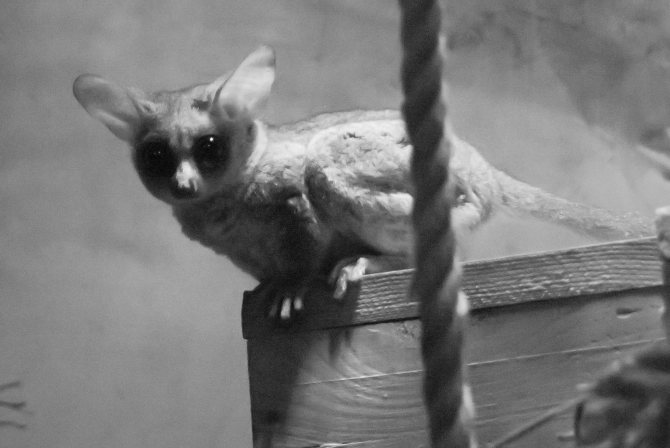 Галаго: среда обитания и особенности