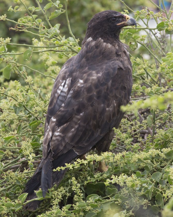 Канюк: описание птицы, особенности, виды, среда обитания