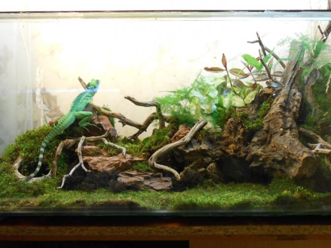 Василиск ящерица