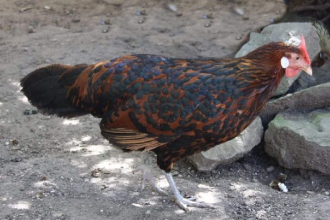 Гамбургская порода