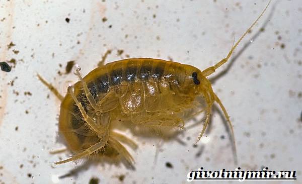 Гаммарус-рачок-Образ-жизни-и-среда-обитания-гаммаруса-8