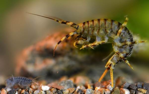 Гаммарус-рачок-Описание-особенности-виды-образ-жизни-и-среда-обитания-гаммаруса-8