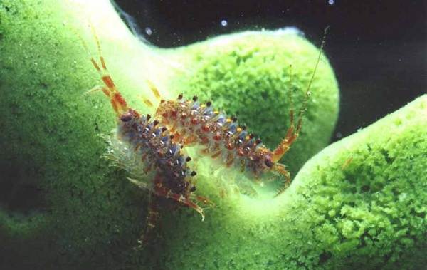 Гаммарус-рачок-Описание-особенности-виды-образ-жизни-и-среда-обитания-гаммаруса-5