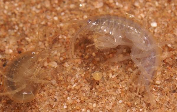 Гаммарус-рачок-Описание-особенности-виды-образ-жизни-и-среда-обитания-гаммаруса-6