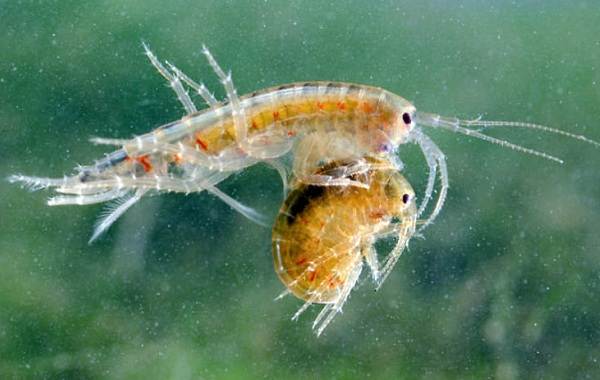 Гаммарус-рачок-Описание-особенности-виды-образ-жизни-и-среда-обитания-гаммаруса-7