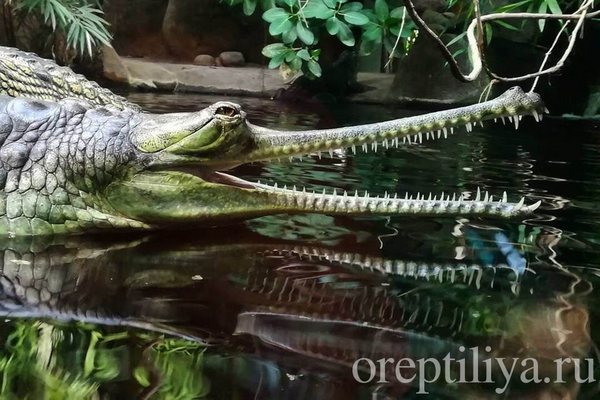 Гангский гавиал
