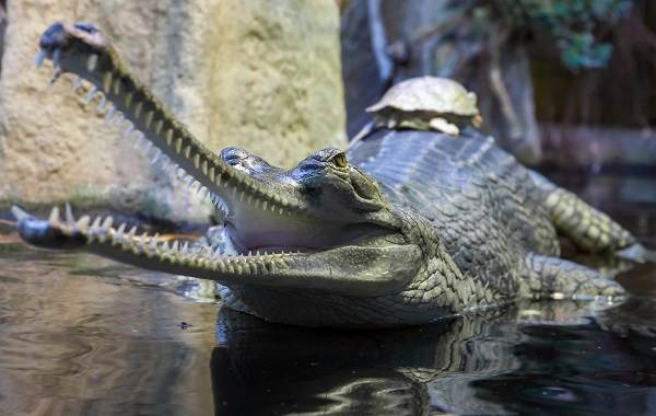 Гавиал-крокодил-Описание-особенности-виды-образ-жизни-и-среда-обитания-гавиала-10