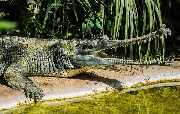 Гавиал-крокодил-Описание-особенности-виды-образ-жизни-и-среда-обитания-гавиала-2