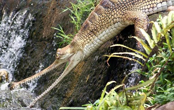 Гавиал-крокодил-Описание-особенности-виды-образ-жизни-и-среда-обитания-гавиала-15