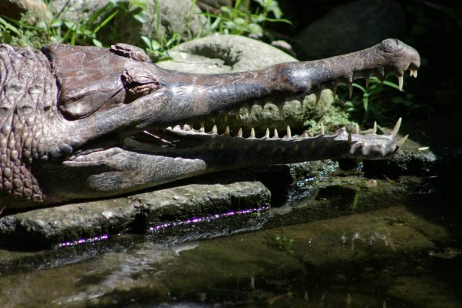 Гавиал: внешний вид, описание, питание и размножение