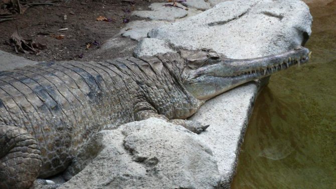 Гавиал: внешний вид, описание, питание и размножение