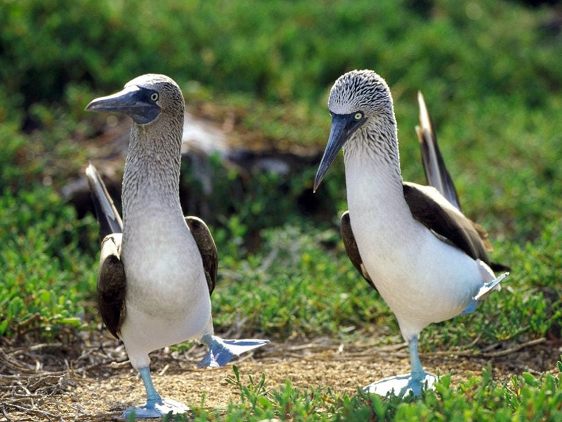 Голубоногие синицы