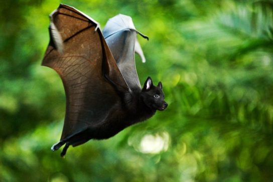 где обитает летучая собака