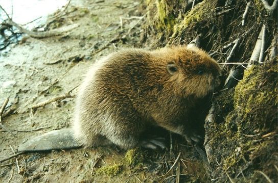Где живет речной бобр