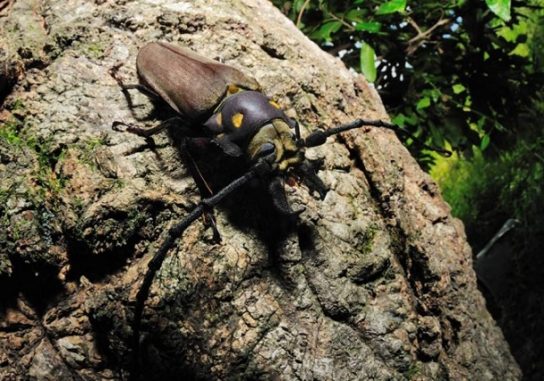 где обитает реликтовый дровосек