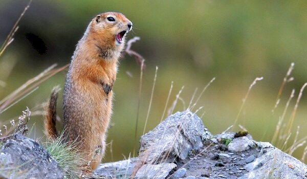 Где живет суслик