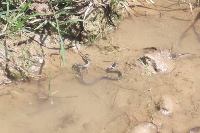 Что делать, если укусил уж взрослого или ребенка, симптомы, последствия укуса, первая помощь
