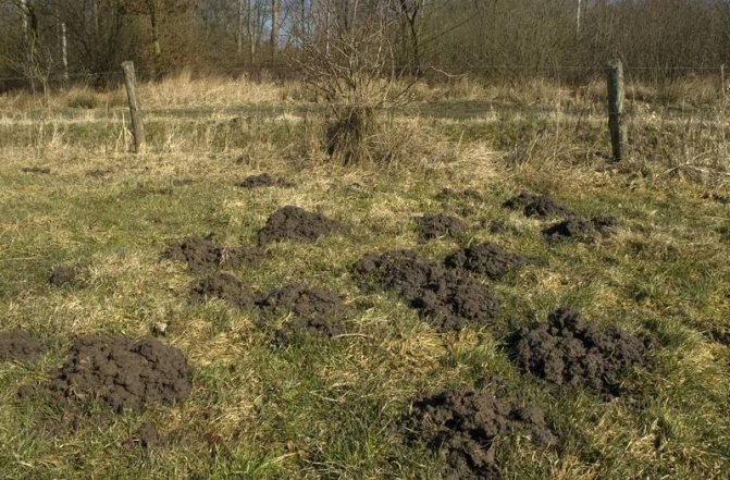 Как отличить слепыша от крота: строение тела, образ жизни и размножение животных