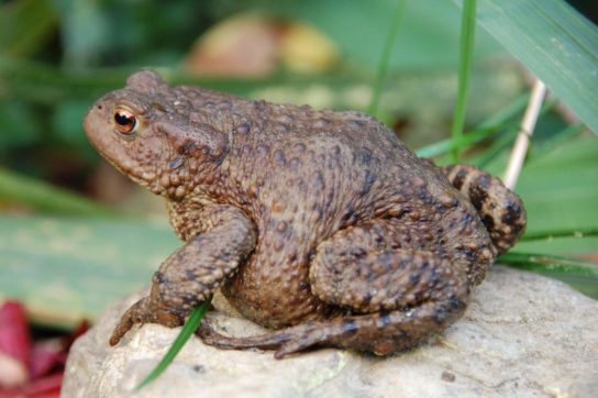Где живут серые жабы