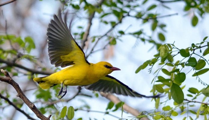 Где зимует иволга - фото