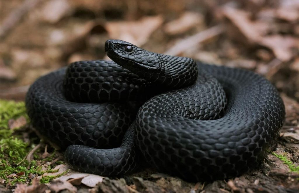 У гадюки нет ярких пятен на голове