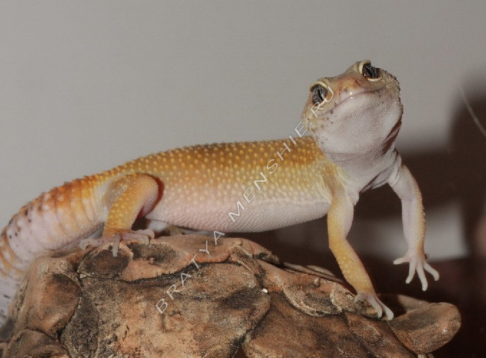 Эублефар - описание, содержание и уход за ящерицами в домашних условиях