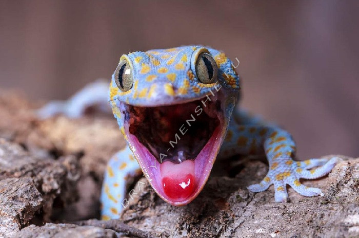 Эублефар - описание, содержание и уход за ящерицами в домашних условиях