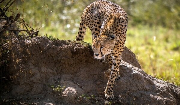 Гепард в дикой природе: характеристики, места обитания, образ жизни, питание и размножение гепардов