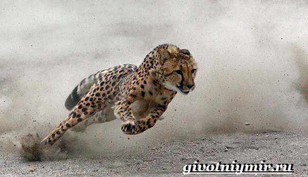 Гепард в дикой природе: характеристики, места обитания, образ жизни, питание и размножение гепардов