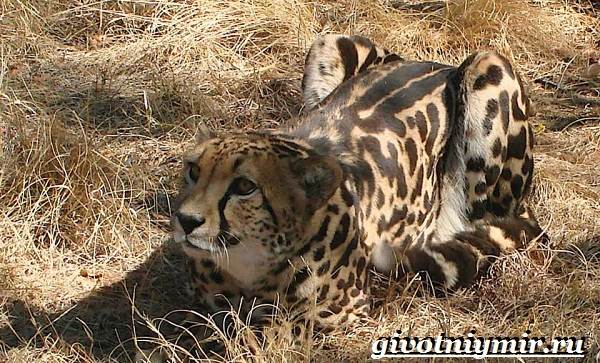 Гепард в дикой природе: характеристики, места обитания, образ жизни, питание и размножение гепардов