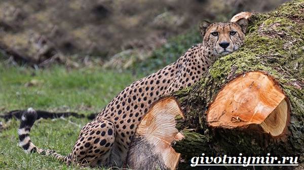 Гепард в дикой природе: характеристики, места обитания, образ жизни, питание и размножение гепардов