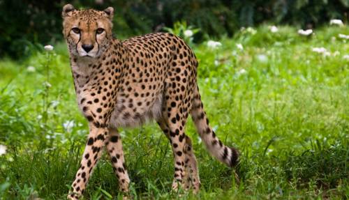 Гепард в дикой природе: характеристики, места обитания, образ жизни, питание и размножение гепардов