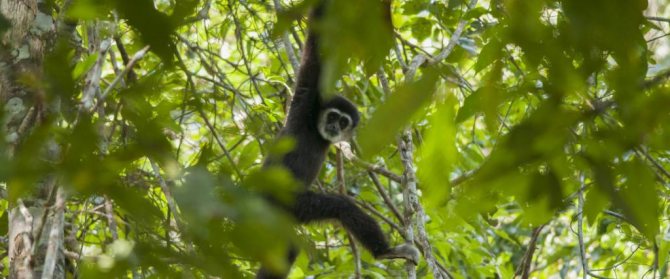 Гиббон ​​висит на ветке