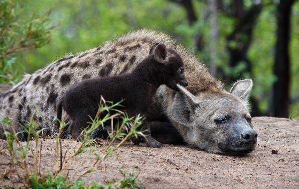 Гиена: семейство кошачьих или собачьих