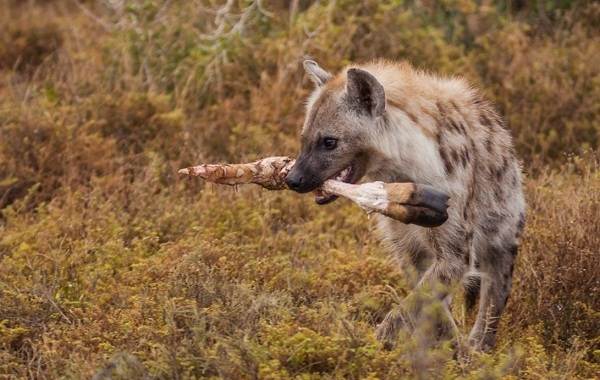 Гиена: семейство кошачьих или собачьих