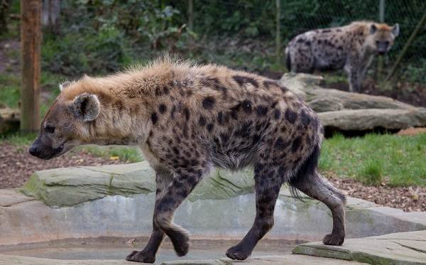 Гиена: семейство кошачьих или собачьих