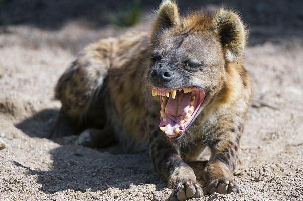 Гиена: семейство кошачьих или собачьих