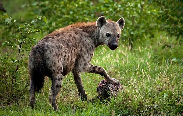 Гиена: семейство кошачьих или собачьих