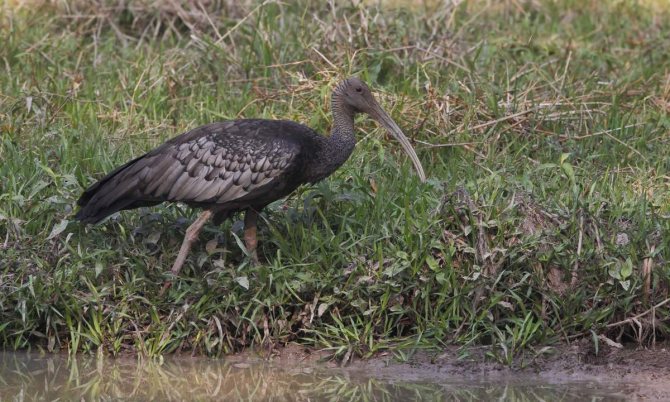 Красноногий ибис: описание птицы, особенности, виды, образ жизни
