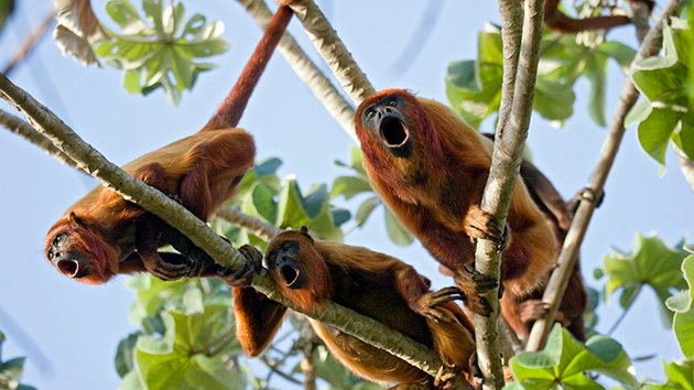 Главный враг Брулеапа — человек