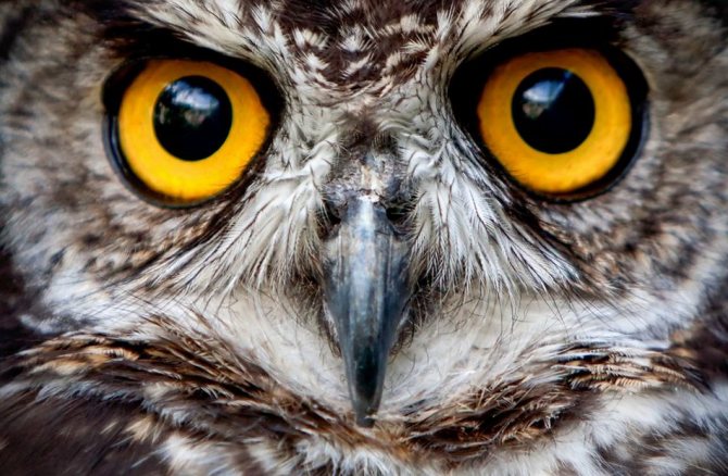 Глаза совы