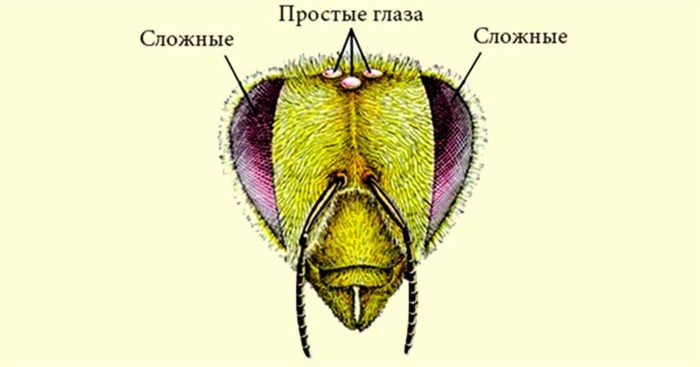 Пчелиные глаза