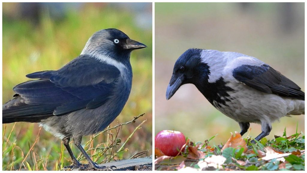 Галка и ворона