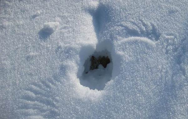 Глухарь-птица-Образ-жизни-и-среда-обитания-глухаря-12