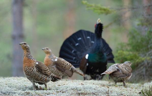 Глухарь-птица-Образ-жизни-и-среда-обитания-глухаря-15