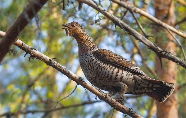 Глухарь-птица-Образ-жизни-и-среда-обитания-глухаря-6